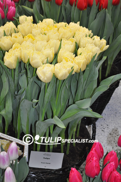 Marie Jo ®, Tulip