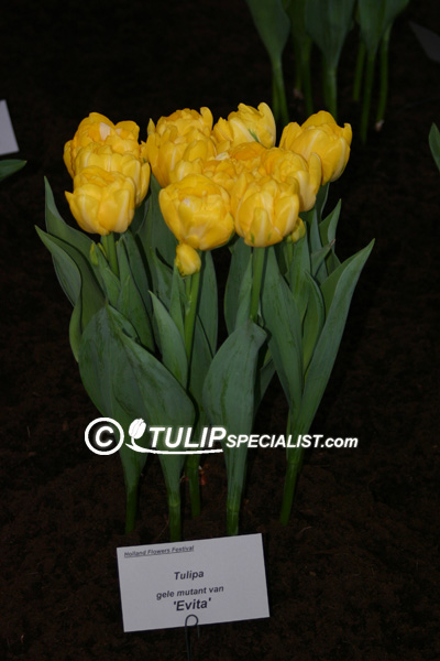 Marie Jo ®, Tulip